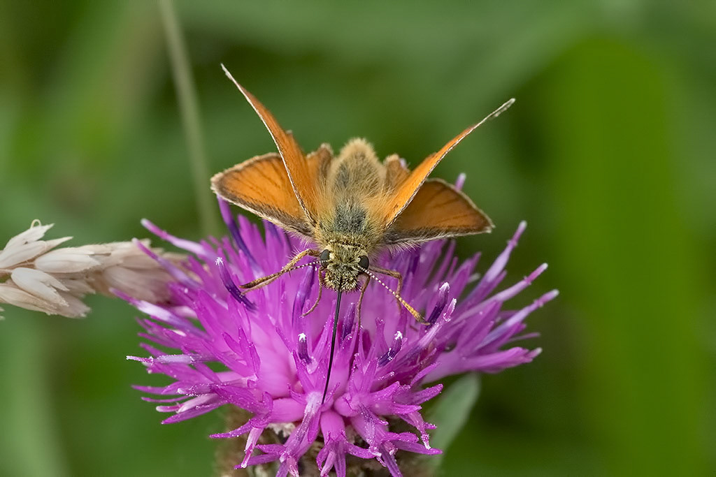 Small Skipper