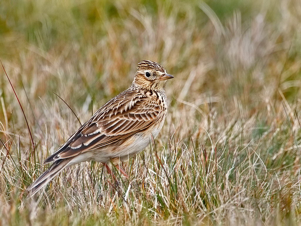 Skylark