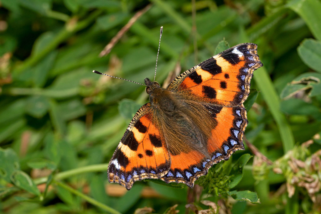 Small Tortoiseshell