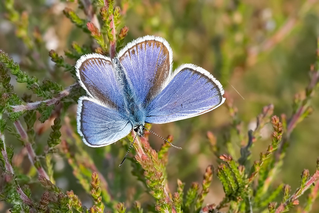 Silver-studded Blue