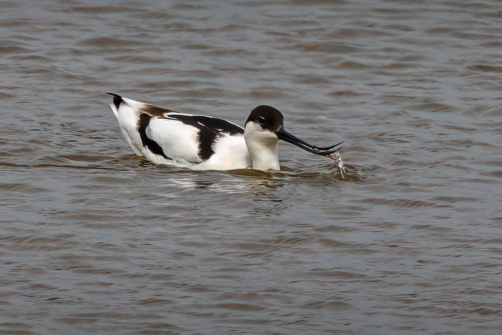 Avocet
