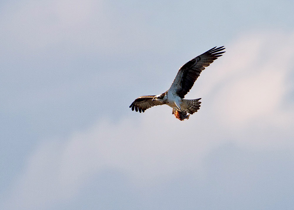 Osprey