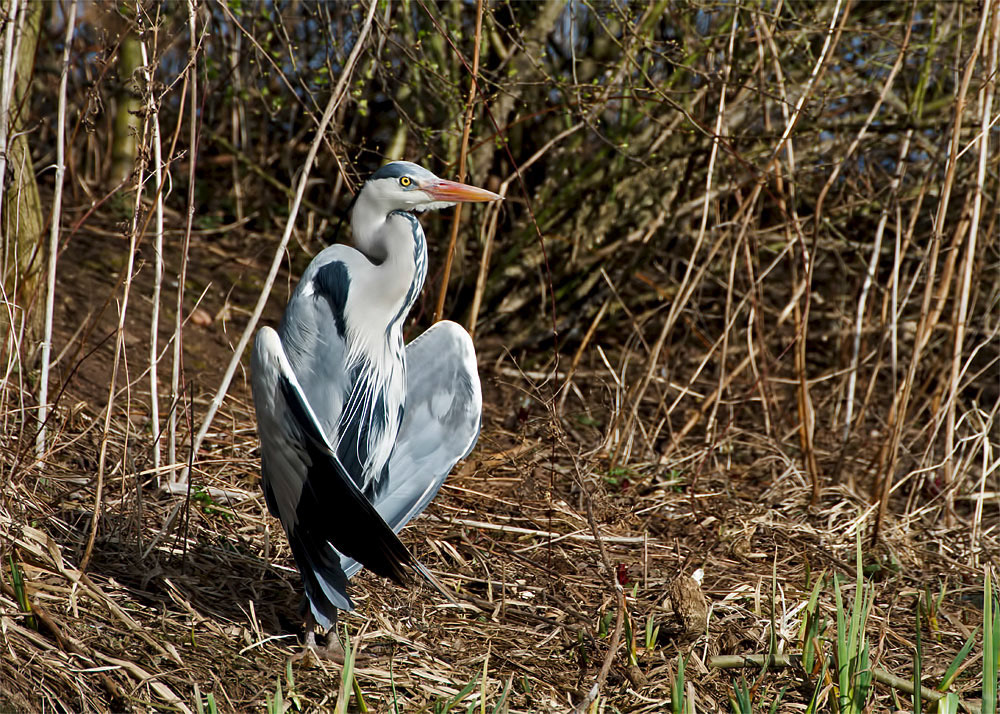 Grey Heron