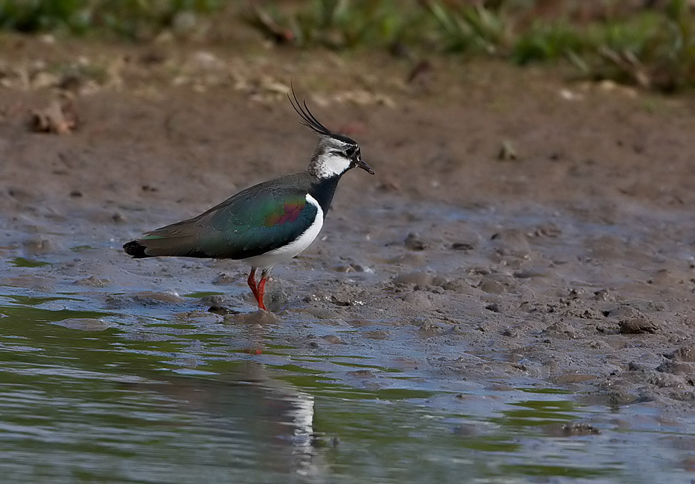 Lapwing