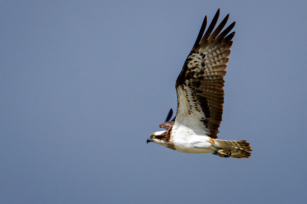 Osprey