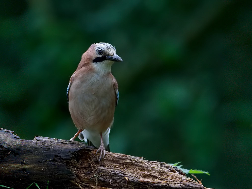 Jay