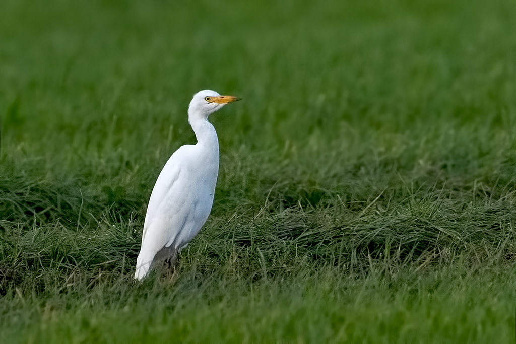 Western Cattle Egret