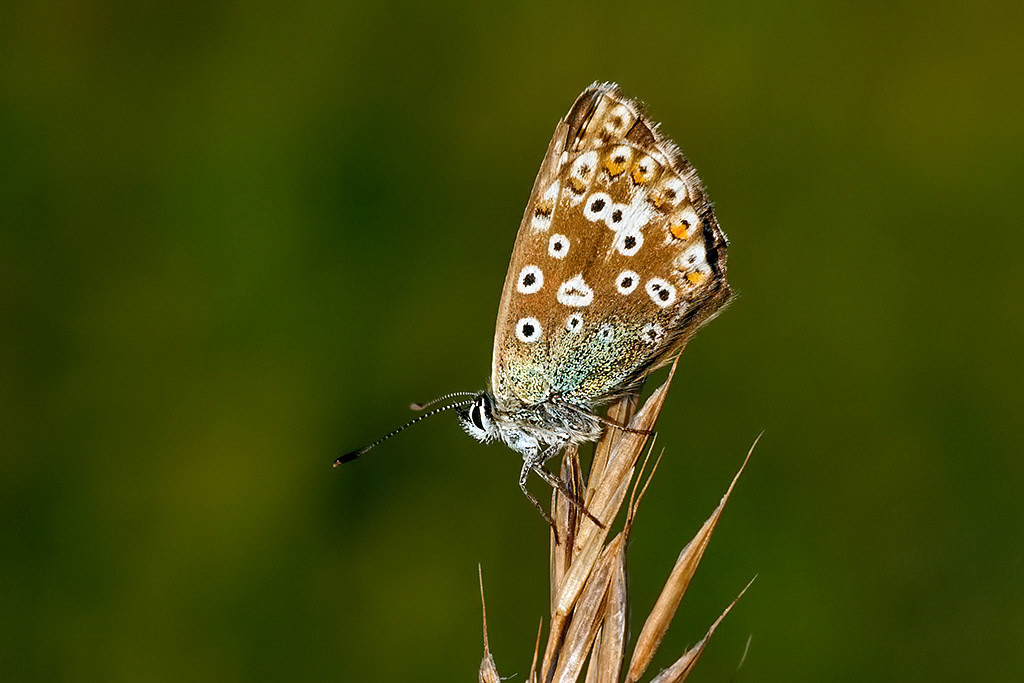 Chalkhill Blue