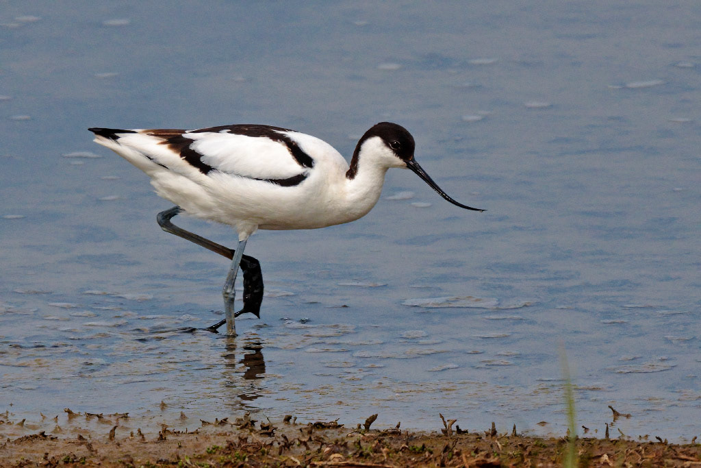 Avocet