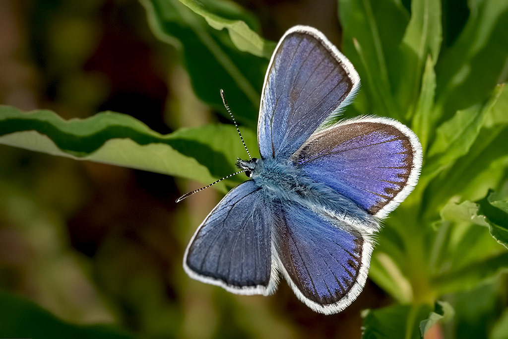 Silver-studded Blue