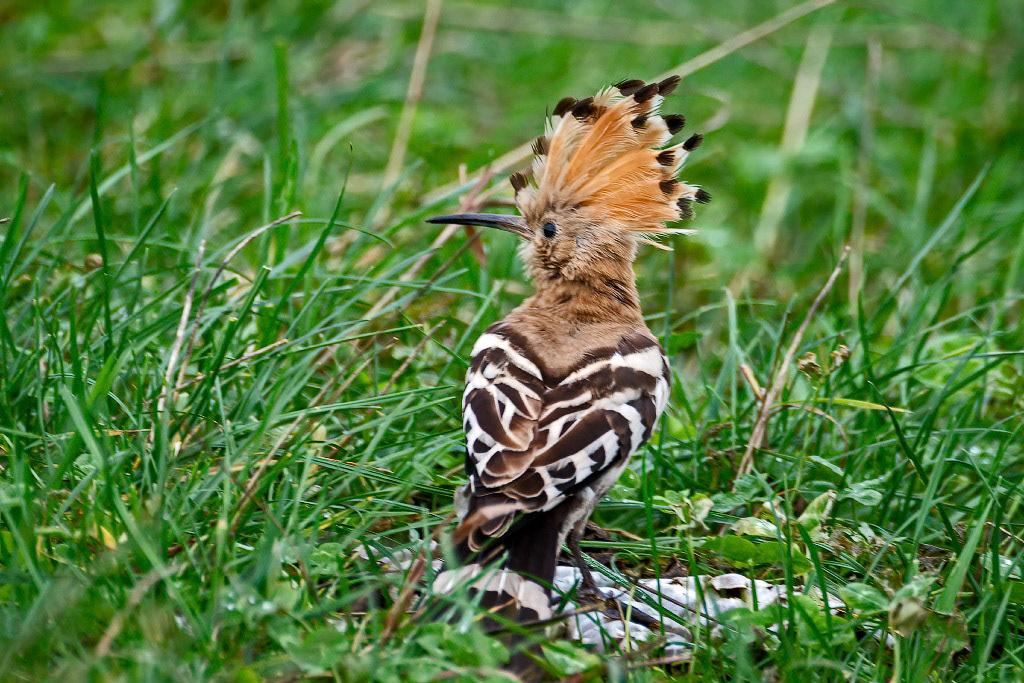 Hoopoe