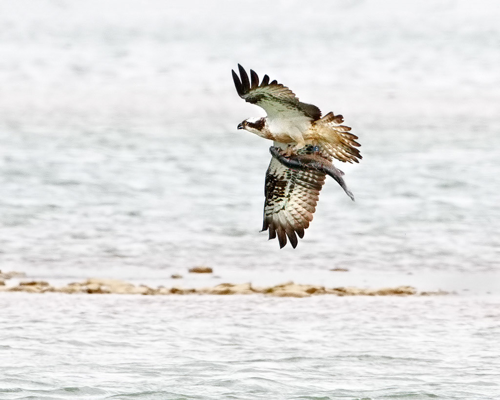 Osprey