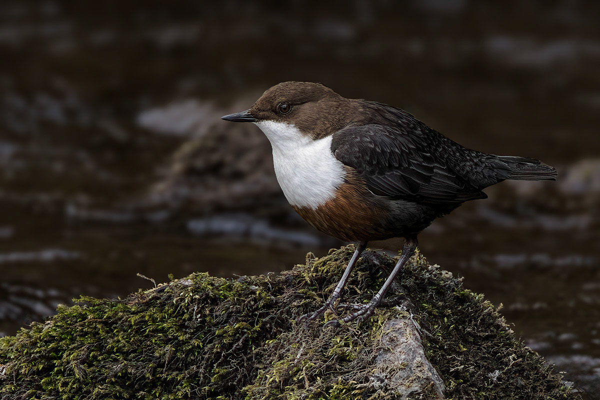 Dipper