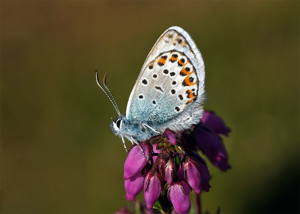 Silver-studded Blue