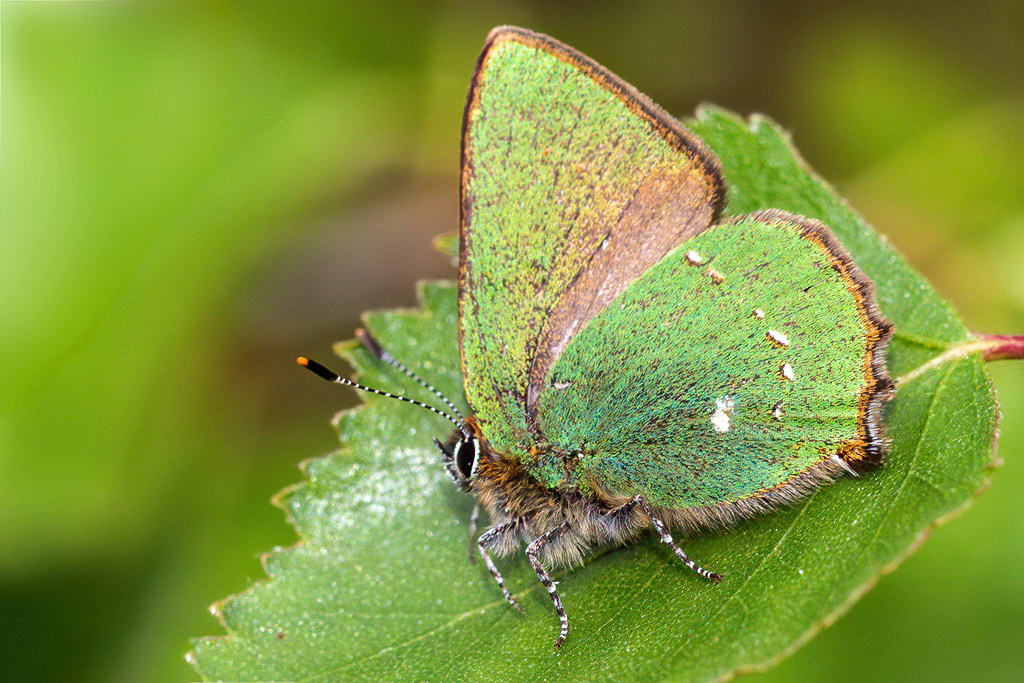 Green Hairstreak