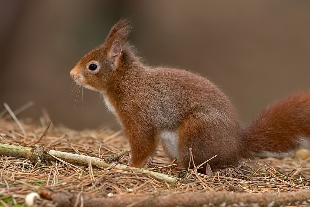 Red Squirrel