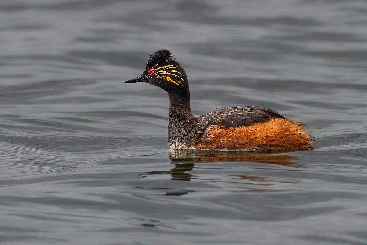 Black-necked Grebe
