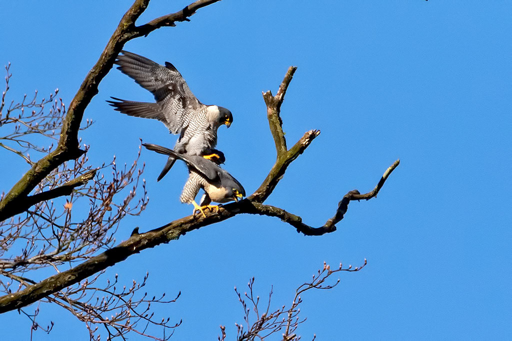 Peregrine Falcon