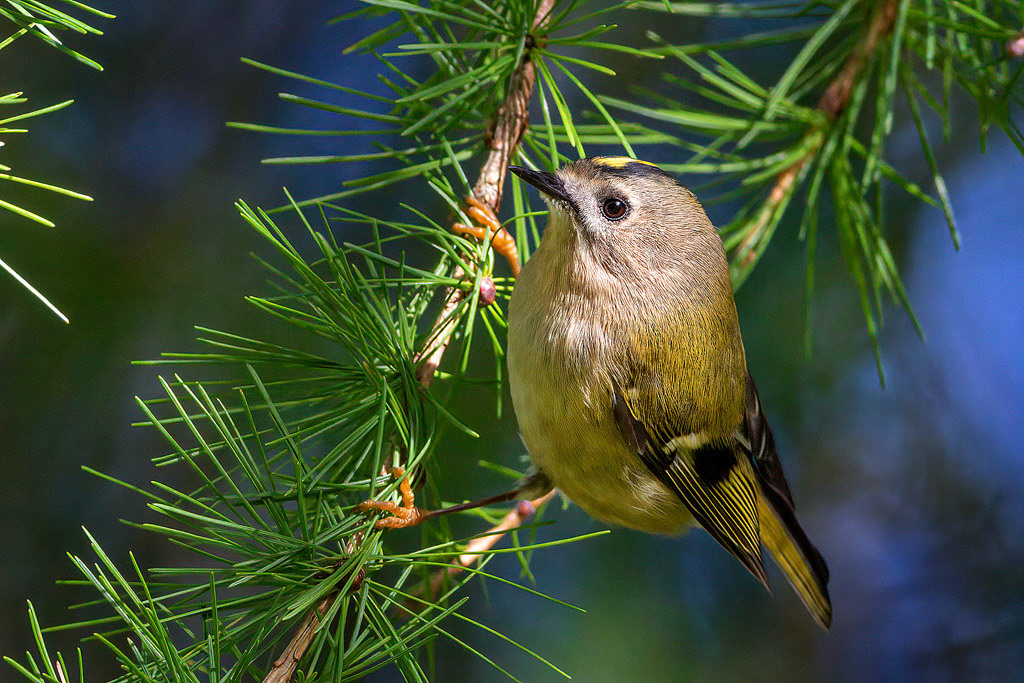Goldcrest