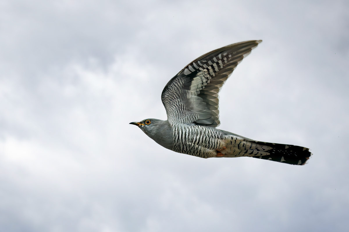 Cuckoo