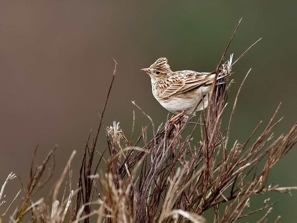 Skylark