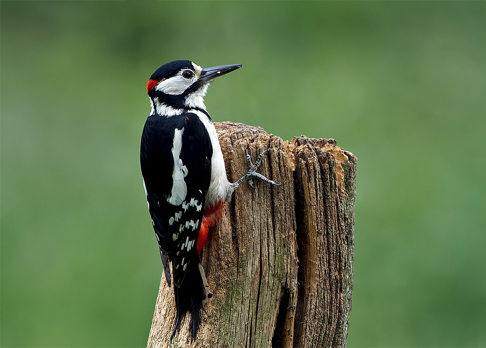 Great-spotted Woodpecker