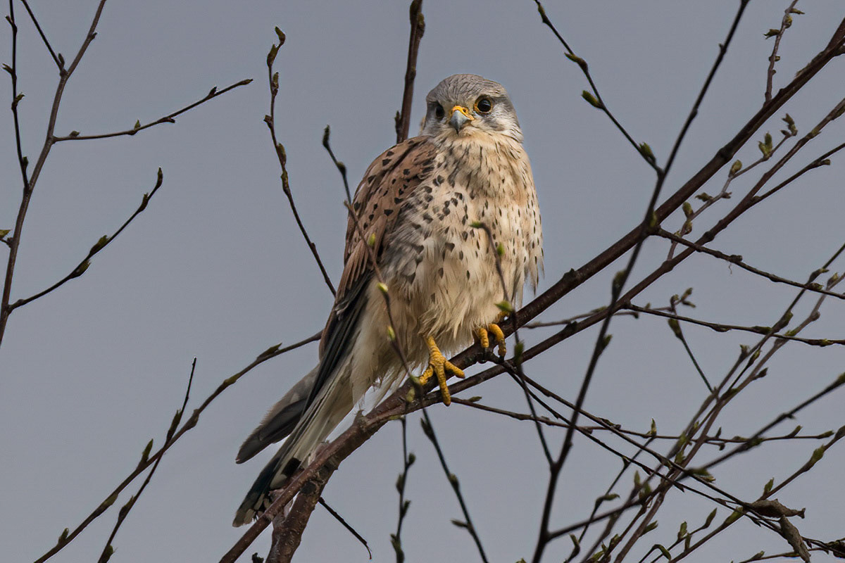 Kestrel