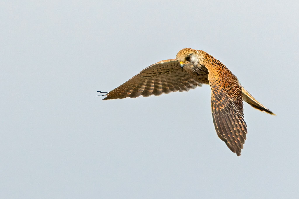 Kestrel
