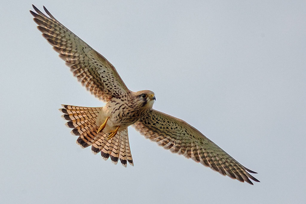 Kestrel