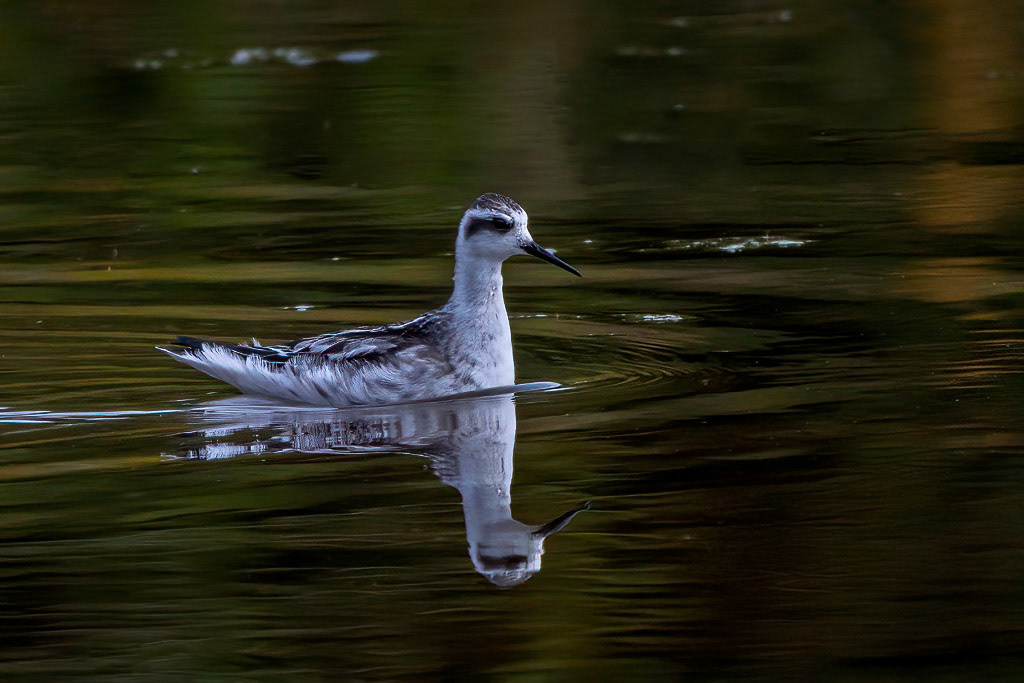 Red-necked Phalarope