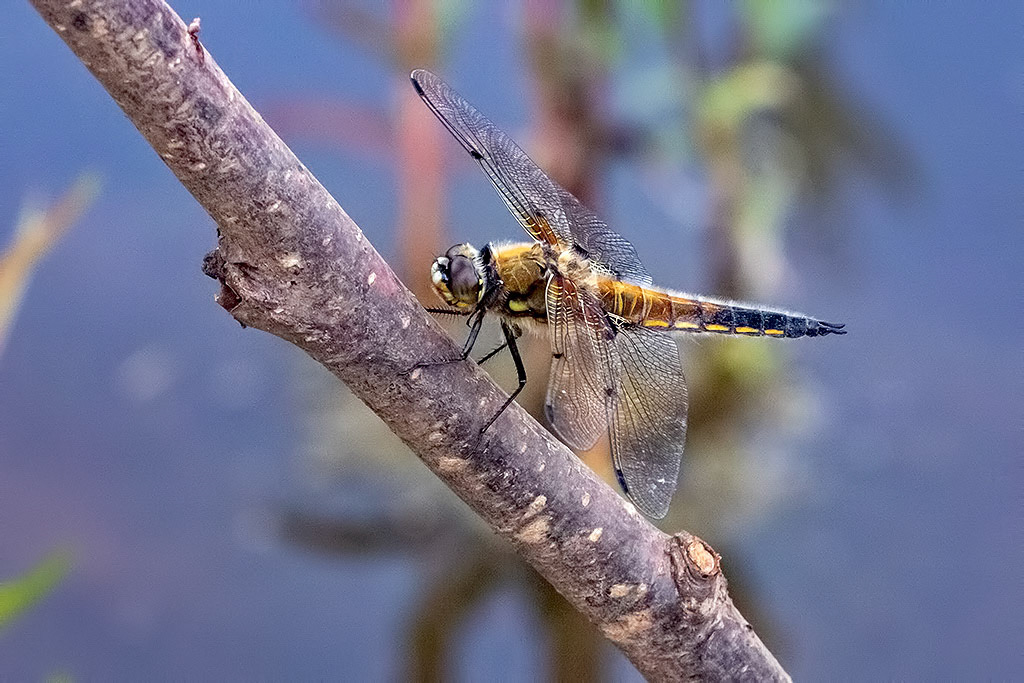 Four-spotted Chaser
