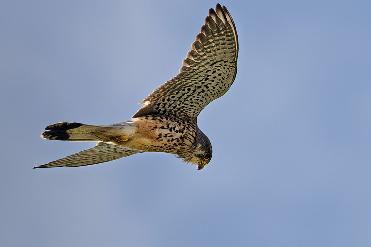 Kestrel