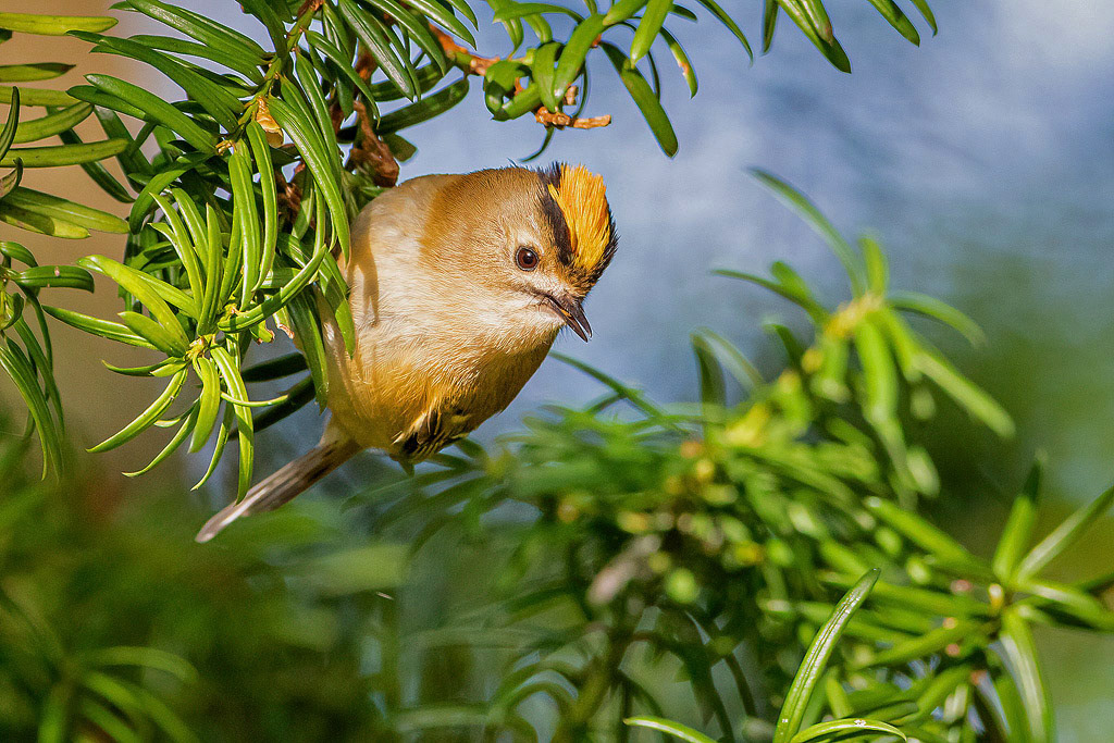 Goldcrest