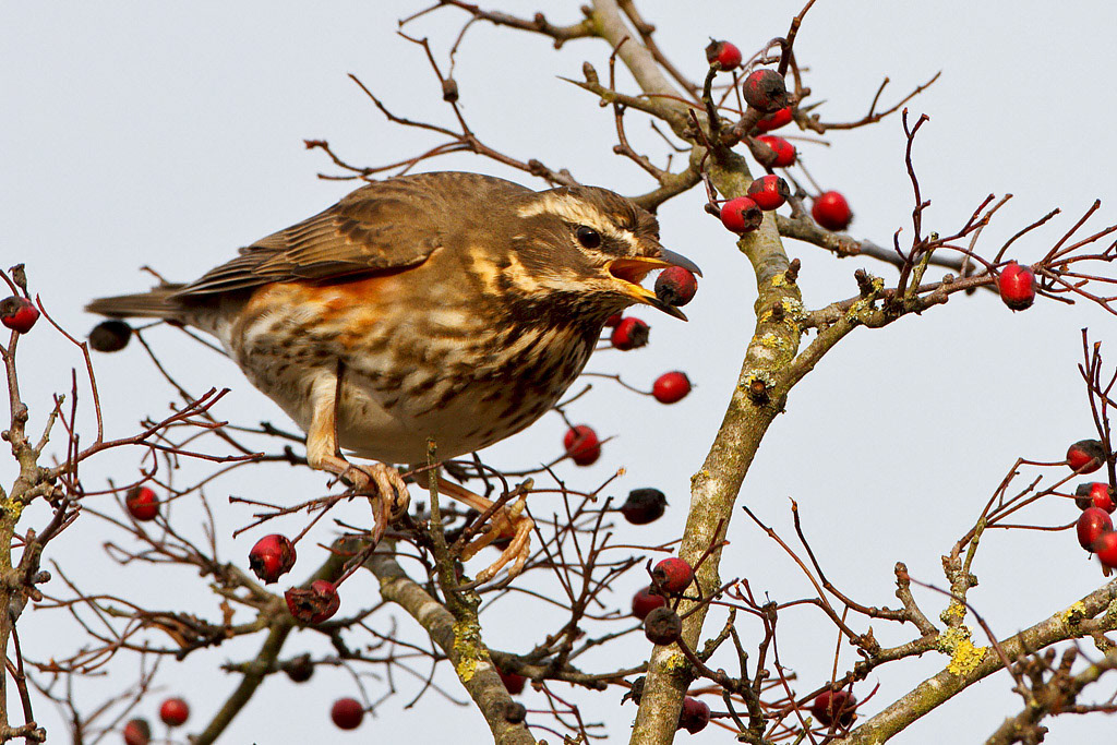 Redwing