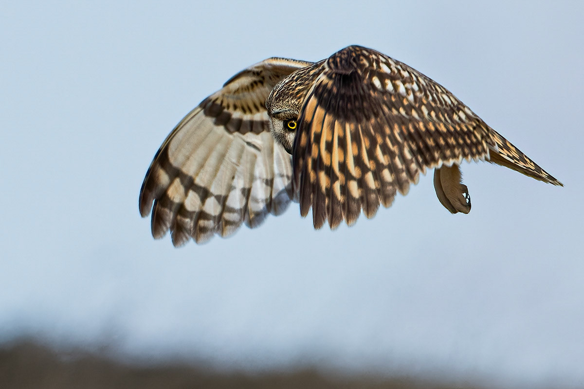Short-eared Owl