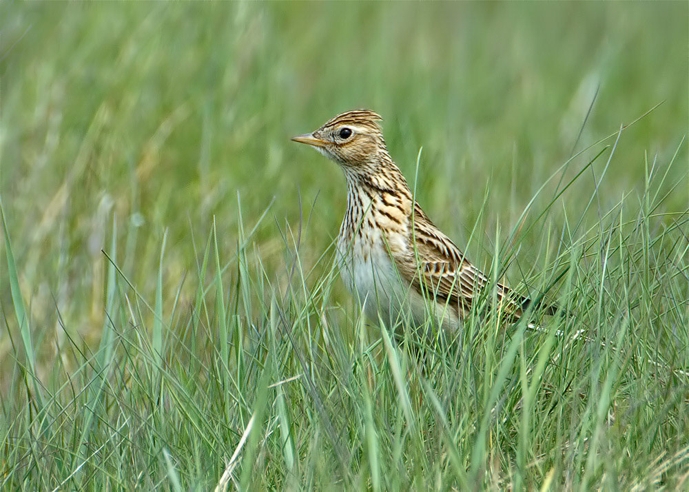 Skylark