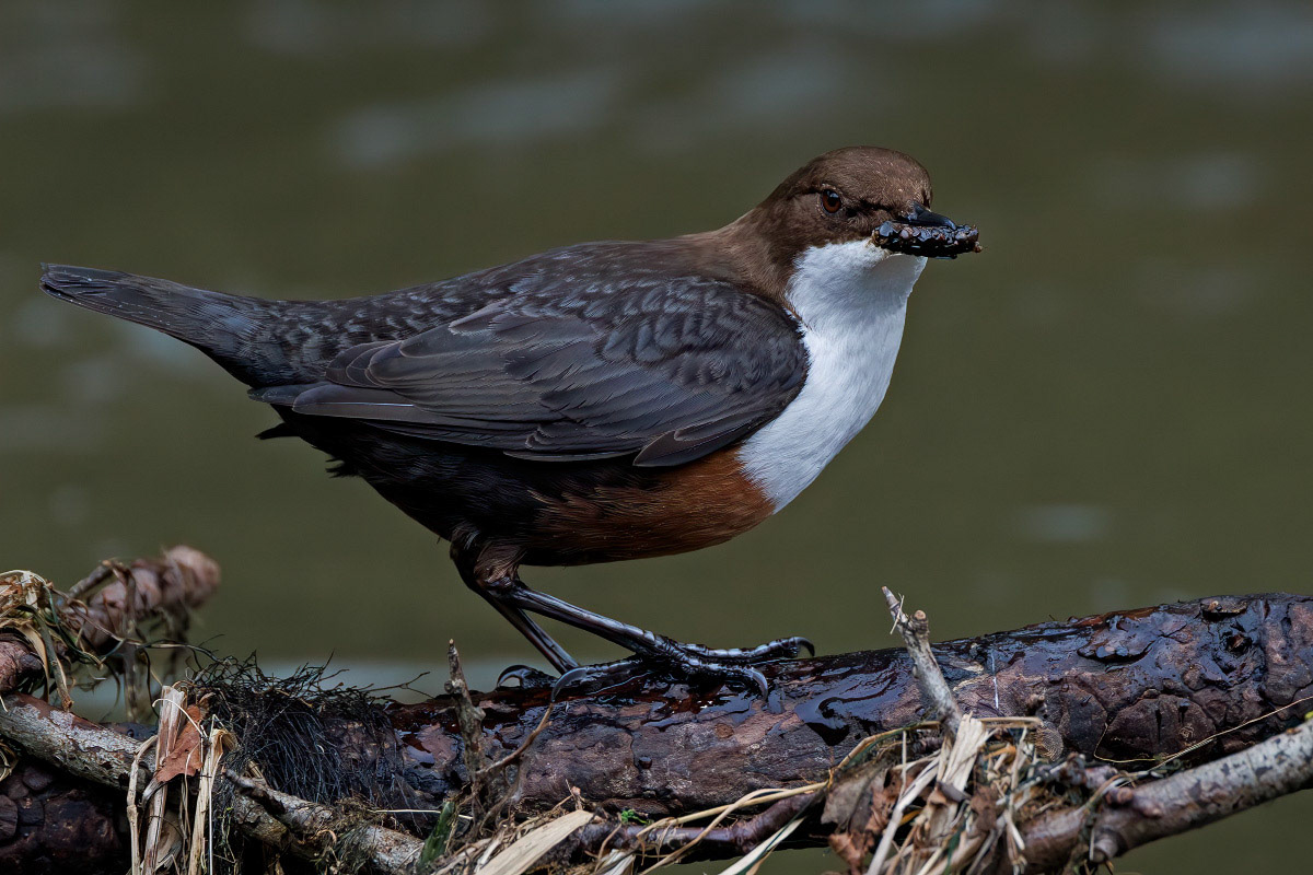 White-throated Dipper