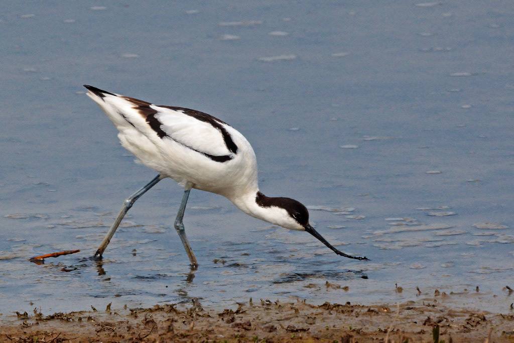 Avocet