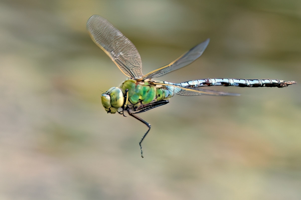 Emperor Dragonfly