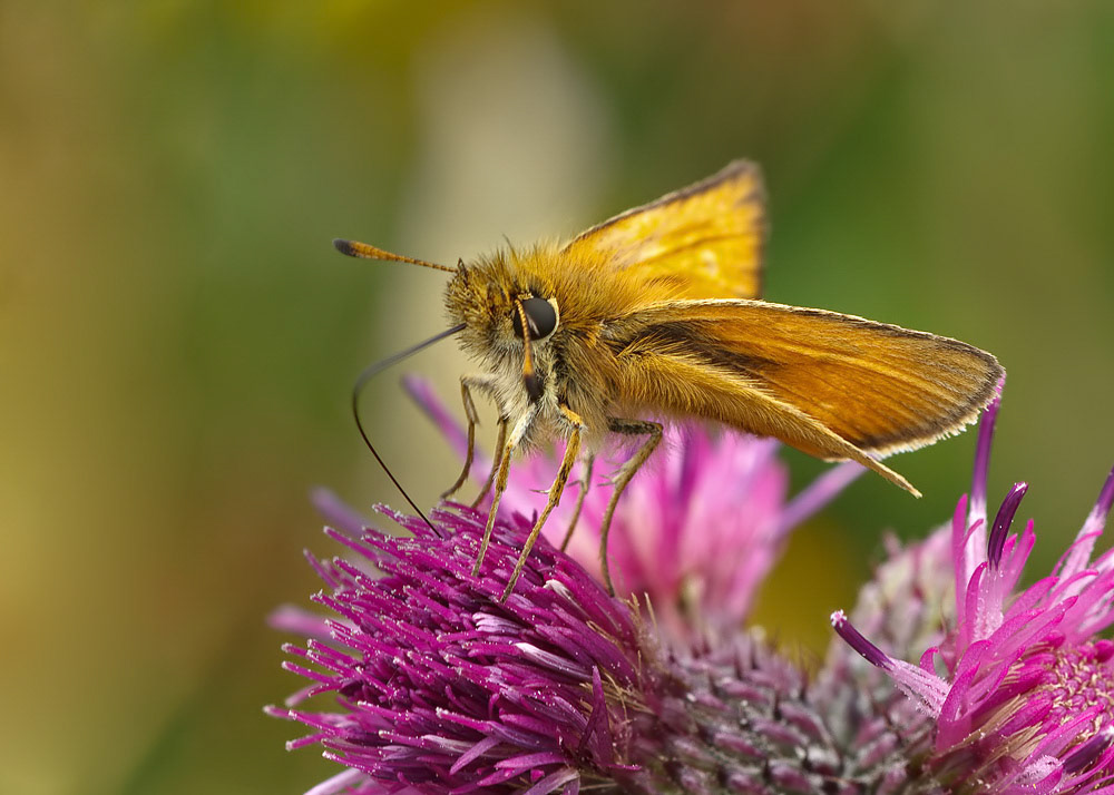 Essex Skipper