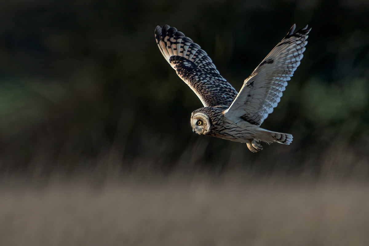 Short-eared Owl