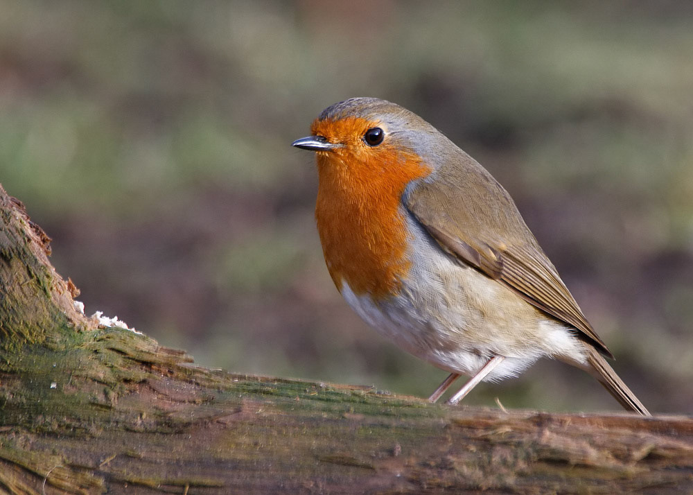 Robin