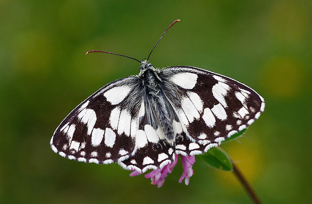Marbled White