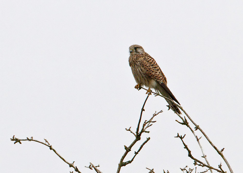 Kestrel