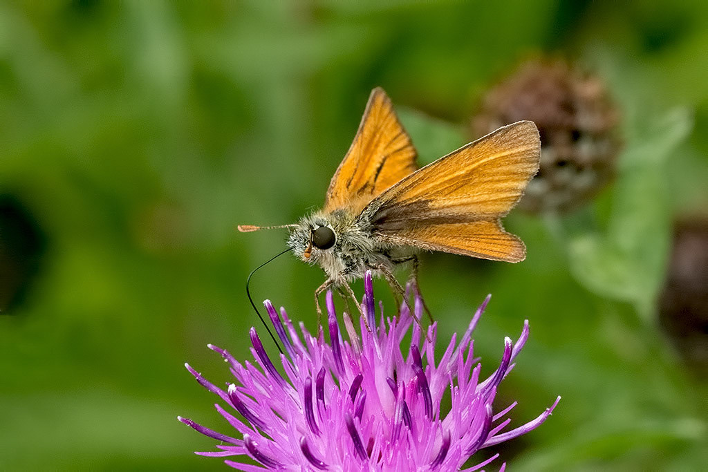 Small Skipper