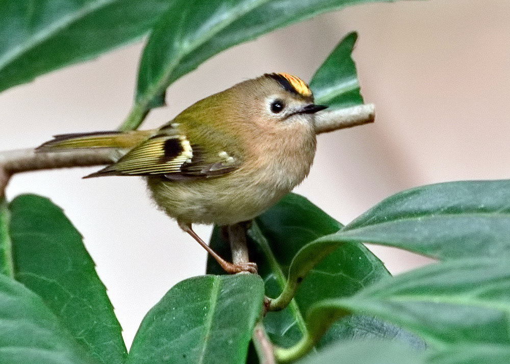 Goldcrest