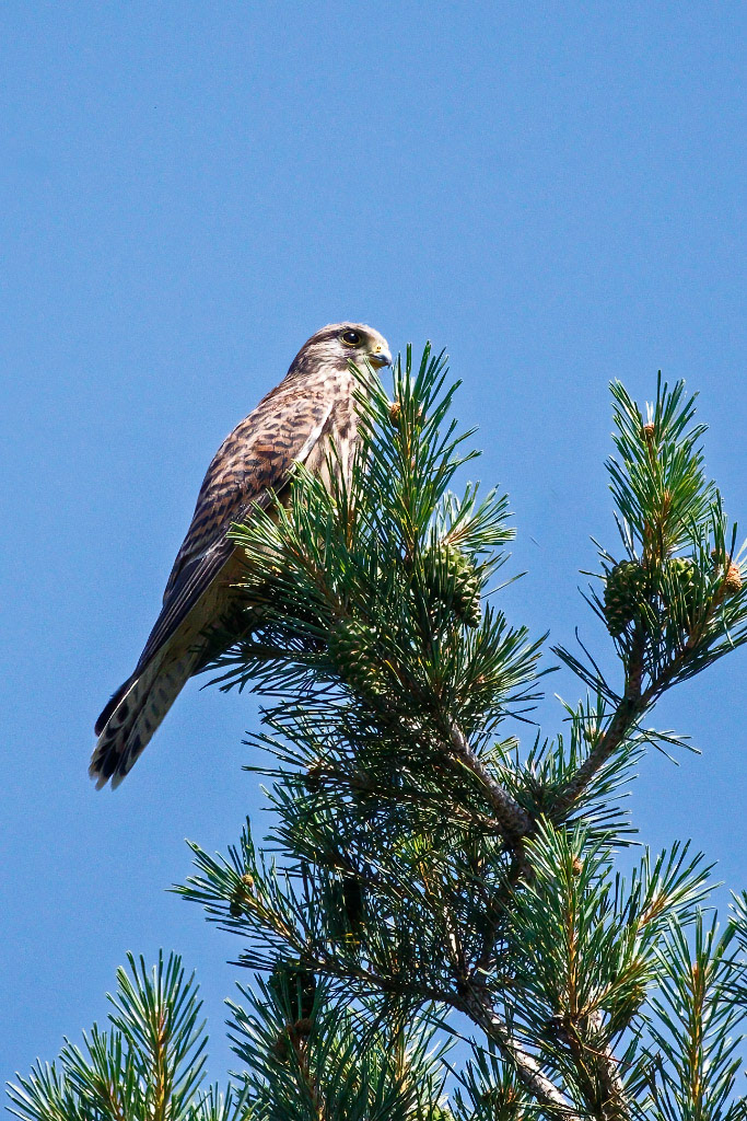 Kestrel