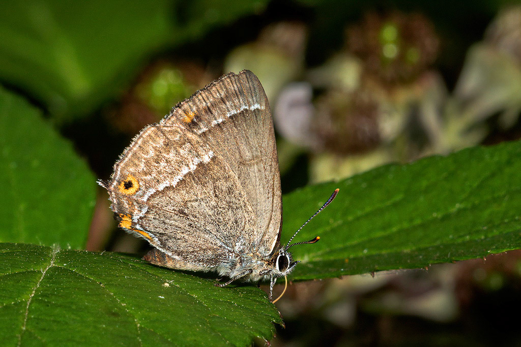 Purple Hairstreak Butterfly