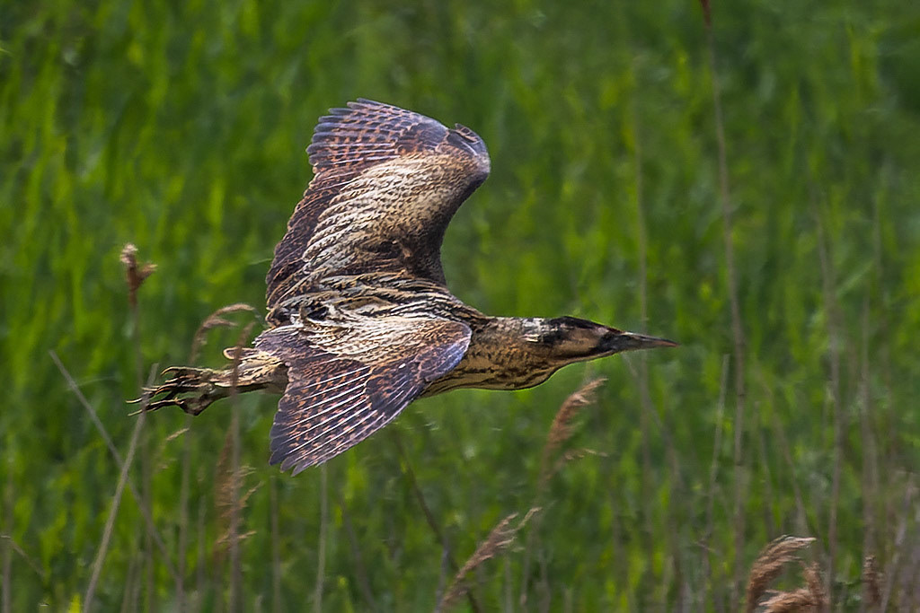 Bittern