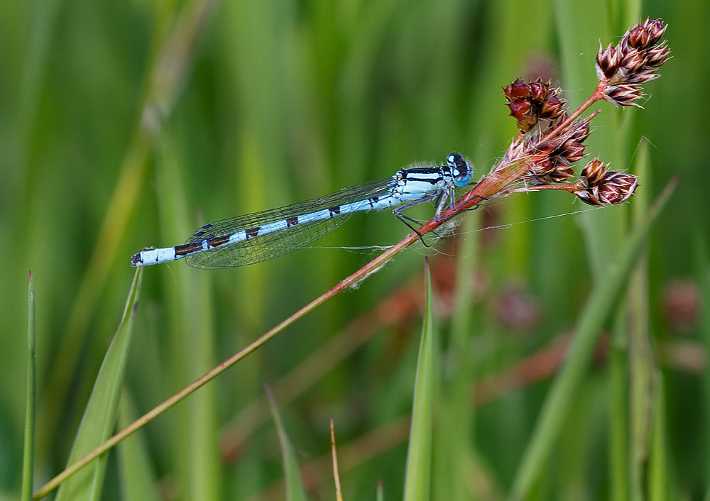 Common Blue Damselfly